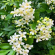QCDD驅蚊草種子花種子庭院室內陽(yáng)臺四季易種開(kāi)花香草艾草種籽花種籽子 七里香 500粒+肥料