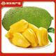 悅己海南特產(chǎn)黃肉菠蘿蜜 當(dāng)季新鮮水果黃金家族20-25斤 源頭直發(fā)