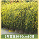 壹植迎春花樹苗盆景連翹老樁盆栽室內(nèi)陽臺庭院爬藤垂吊花卉報春花植物 【迎春花】3年苗50-70cm10棵 不含盆