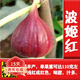 歐悟無花果樹苗高產(chǎn)水果苗特大無花果苗南北方陽臺種植盆栽地栽果樹苗 波姬紅6年苗【當(dāng)年結(jié)果】 60cm(含)-165cm(不含)