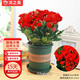 沭之美長(cháng)壽花綠植花卉植物室內盆栽 長(cháng)壽花紅色+0.5塑料加侖盆 源頭直發(fā)