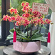 綠韻花田【兩小時達(dá)】金蝶蝴蝶蘭花苞花劍花盆真花蘭花盆栽生日驚喜禮物 9株金蝶（瓷盆隨機(jī)）