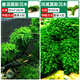 森悠（SARYOR）魚缸懶人沉木水榕造景裝飾活體植物水族箱真水草套餐淡水增氧水草 垂淚莫斯沉木+鳳尾莫斯沉木