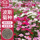 壽禾 格?；ǚN子苗波斯菊春季盆栽種籽 大花波斯菊混色種子100g(大袋)