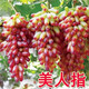 新型美人指葡萄苖特大爬藤葡萄樹苗南北方盆栽地栽四季種植果樹苗 10年豐產(chǎn)苗碩果累累