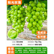 陽(yáng)光玫瑰葡萄樹(shù)苗盆栽包成活帶土果樹(shù)苗南北方種植葡萄苖當年結果 陽(yáng)光玫瑰99%人選【當年結】原土 30cm(含)-40cm(不含)