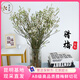 悅多彩A級(jí)澳洲平頭臘梅中國(guó)臘梅鮮花云南基地直發(fā)順豐速運(yùn)生活鮮花 銀柳 A級(jí)平頭臘梅白色1扎（原色）送5個(gè)小掛件
