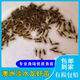 澳洲淡水龍蝦苗藍龍蝦苗好養易活魚(yú)缸養殖可食用可觀(guān)賞紅鰲鰲蝦 1-2公分苗50只送20%備損