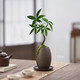 詩甲發(fā)財樹盆栽好養(yǎng)辦公室綠植桌面吸甲醛植物花卉新年送禮客廳擺件 單干奇趣發(fā)財樹+攬月盆+托盤