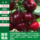 鑫意嫁接車(chē)厘子樹(shù)苗大櫻桃苗盆栽果樹(shù)苗木南北方種植各種果樹(shù)苗櫻桃樹(shù) 布魯克斯（6年苗當年結果） 四年苗