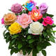 玫瑰花苗花卉盆栽嫁接多色樹(shù)樁老根大花陽(yáng)臺月季薔薇四季耐寒植物 s5嫁接款 2年苗1棵裝少量開(kāi)花