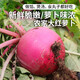 密農人家 大紅蘿卜農家種植露天紅蘿卜 紅皮蘿卜 500g 變蘿卜