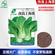 蔬菜種子香菜番茄辣椒菠菜黃瓜青菜籽生菜蘿卜白菜四季播種孑大全 改良上海青15克約3000粒（速生）