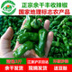 余干辣椒5斤江西正宗余干小辣椒新鮮特辣余干豐收辣椒楓樹(shù)土辣椒青椒現(xiàn)摘 正宗余干豐收辣椒 3斤 裝保證正宗 產(chǎn)地余干縣發(fā)貨