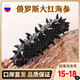 俄羅斯淡干海參干貨大紅足干六排刺參俄羅斯進(jìn)口海參無(wú)添加干海參 100頭/斤500克100-110只（簡(jiǎn)裝）