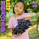 秦人農(nóng)匠 正宗戶太八號(hào)【順豐空運(yùn)】陜西戶縣葡萄新鮮滬太8號(hào)西安特產(chǎn)禮盒 6斤 精選裝