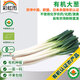 彩虹雨 北京農(nóng)場(chǎng)有機(jī)鮮蔥大蔥250g 歐盟認(rèn)證 有機(jī)蔬菜生鮮自有農(nóng)場(chǎng)新鮮 大蔥250g