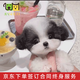 佳朔純種泰迪幼犬寵物狗狗活體家養(yǎng)小狗馬爾泰茶杯犬小型犬血統(tǒng)貴賓犬 血統(tǒng)級 【泰迪犬】非全款
