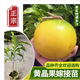 黃晶果樹(shù)苗嫁接苗6號四季當年結果南方耐寒大黃寶石冬蜜黃金果苗 精品嫁接黃晶果六號2年苗【帶原杯原土】 50cm(含)-60cm(不含)