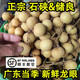 廣東高州儲良新鮮龍眼5/10斤現(xiàn)摘現(xiàn)發(fā)正宗桂圓野生石小硤龍眼整箱 3斤 裝儲良龍眼丨爽嫩脆甜