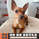伊寵純種小鹿犬幼犬寵物狗狗活體小狗活物幼崽小型犬 寵物級 A級 公