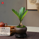 詩甲鐵樹蘇鐵樹綠植盆栽小盆景室內(nèi)好養(yǎng)植物招財花卉節(jié)日送禮 小蘇鐵+圓口紫砂+底座