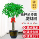 臨雅發(fā)財樹盆栽大型綠植物辦公室內客廳擺件大棵步步高招財樹喬遷開業(yè) 獨桿發(fā)財樹0.9-1.0米 【福字盆】+專用土+彩帶+肥