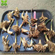 小葉簕竹高級(jí)客廳盆栽竹子盆栽庭院盆景茶室綠植禪意盆景桌面盆景 小苗造型隨機(jī)發(fā)、不含盆