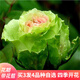 蘇藝緣帶花苞玫瑰花苗大花月季盆栽灌木月季花樹(shù)苗四季開(kāi)花濃香盆栽花卉 綠心 中大苗帶花苞原盆土發(fā)貨