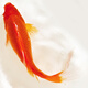 大紅草金魚活魚冷水觀賞魚好養(yǎng)淡水魚紅草魚鳳尾純紅色魚小金魚活 15-18cm大紅草1條