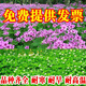 鑫意進(jìn)口三葉草種子紅三葉白三葉種籽幸運草四季常青耐寒綠化草坪草籽 包衣粉三葉草種子1斤