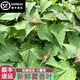 半畝莊園川藿香葉新鮮蔬菜帶桿葉子做魚燉湯現(xiàn)摘現(xiàn)發(fā)魚香葉五香葉食用順豐 1斤
