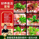 云峰海瑞定植水草 真活體水草植物 魚缸水族箱造景小魚箱裝飾造景 好養(yǎng)易活套餐 （20-30 cm缸）