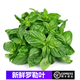 桃李村【順豐】新鮮羅勒葉 西餐香料 甜歐羅青醬羅勒 250g