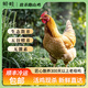 鮮畦農場(chǎng)放養300天以上跑山雞老母雞 生態(tài)散養 食五谷雜糧 土雞 2-2.5斤走地雞土雞單只裝/放養300天