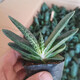 子寶多肉植物元寶花招財進(jìn)寶肉肉辦公室內桌面綠植花卉盆栽老樁 大元寶（7-8厘米）原土發(fā)貨