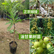 廣東潮汕獅頭甜種油甘苗帶土油甘果樹(shù)苗余甘子嫁接果樹(shù)苗當年結果 崩坎 脆甜 油甘2年苗 40cm(含)-50cm(不含)