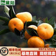 黛陌橘子苗砂糖橘子樹(shù)苗金桔苗桔子苗粑粑柑橘苗蜜橘苗桔子樹(shù)苗南北方 無(wú)籽蜜桔 4年苗2分枝以上