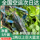 澳洲鮮活小龍蝦超大特大淡水養(yǎng)殖清水藍(lán)龍蝦一兩以上（干凈免刷） 2兩3斤裝（一斤大概4-5只）