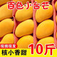 廣西小臺(tái)農(nóng)芒果現(xiàn)摘9斤當(dāng)季新鮮時(shí)令熱帶孕婦水果甜心小芒果整箱 精選3斤裝 中大果-(40-60g)