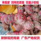 澮爺廣東新鮮【南姜】野生山姜蘆葦姜牛羊肉潮汕火鍋去腥味去膻調料品 南姜1斤