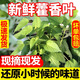 四川藿香新鮮藿香葉川藿香魚香葉現(xiàn)摘現(xiàn)發(fā)帶桿發(fā) 現(xiàn)摘現(xiàn)發(fā)250g