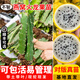 芥圃火龍果苗大苗 官方旗艦 火龍果樹苗金都一號(hào)燕窩白心苗盆栽大果苗 燕窩果苗嫁接【帶芽發(fā)貨】 高度80-110公分