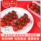 枝純品牌生鮮 串收櫻桃番茄198g每盒 新鮮蔬菜 爆汁西紅柿 黃金酸甜比 【枝純】串收櫻桃番茄6盒* 198g