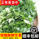 辰實(shí) 【順豐速發(fā)】艾草新鮮 艾葉 現(xiàn)摘清明草 粑粑青團(tuán) 3斤【新鮮采摘】推薦