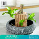 花行榜水養(yǎng)幸運(yùn)木綠植盆栽花卉巴西木（幽山盆+格魯特+鵝卵石）源頭直發(fā)