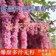 新品種爬藤王葡萄樹(shù)苗長(cháng)藤大粒無(wú)核葡萄樹(shù)滕王葡萄樹(shù)庭院果樹(shù)苗 爬藤王【粉果】 十五年苗【一顆裝】全家吃不了