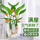 壹植水培天堂鳥(niǎo)盆栽花卉植物室內客廳綠植桌面鶴望蘭吸甲醛四季好養活 精品水培天堂鳥(niǎo)2株+水培U型瓶 不含盆