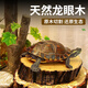 瘋狂水草烏龜曬臺石頭高水位爬臺造景曬臺石龜缸烏龜箱漂浮臺曬背石墊腳石 龍眼木【高6-8cm，寬15-20cm】