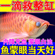 魚(yú)白眼病專(zhuān)用魚(yú)蒙眼腫脹充血凸眼睛發(fā)黃龍魚(yú)金魚(yú)錦鯉觀(guān)賞魚(yú)水霉病 1瓶 【魚(yú)蒙眼急救】